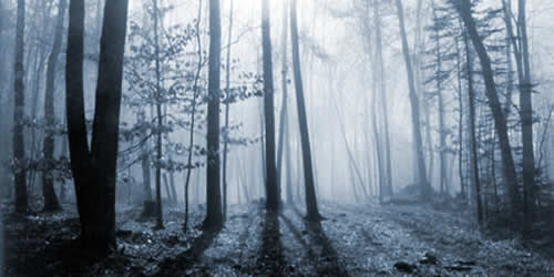20070927130410-bosque-niebla.jpg